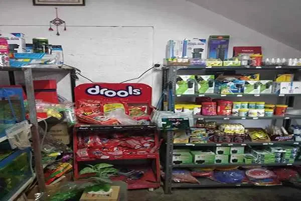 Image of: Fins And Wings